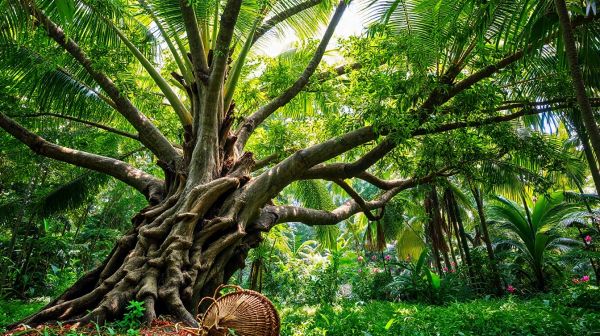 Découvrez les atouts écologiques de la fibre de coco